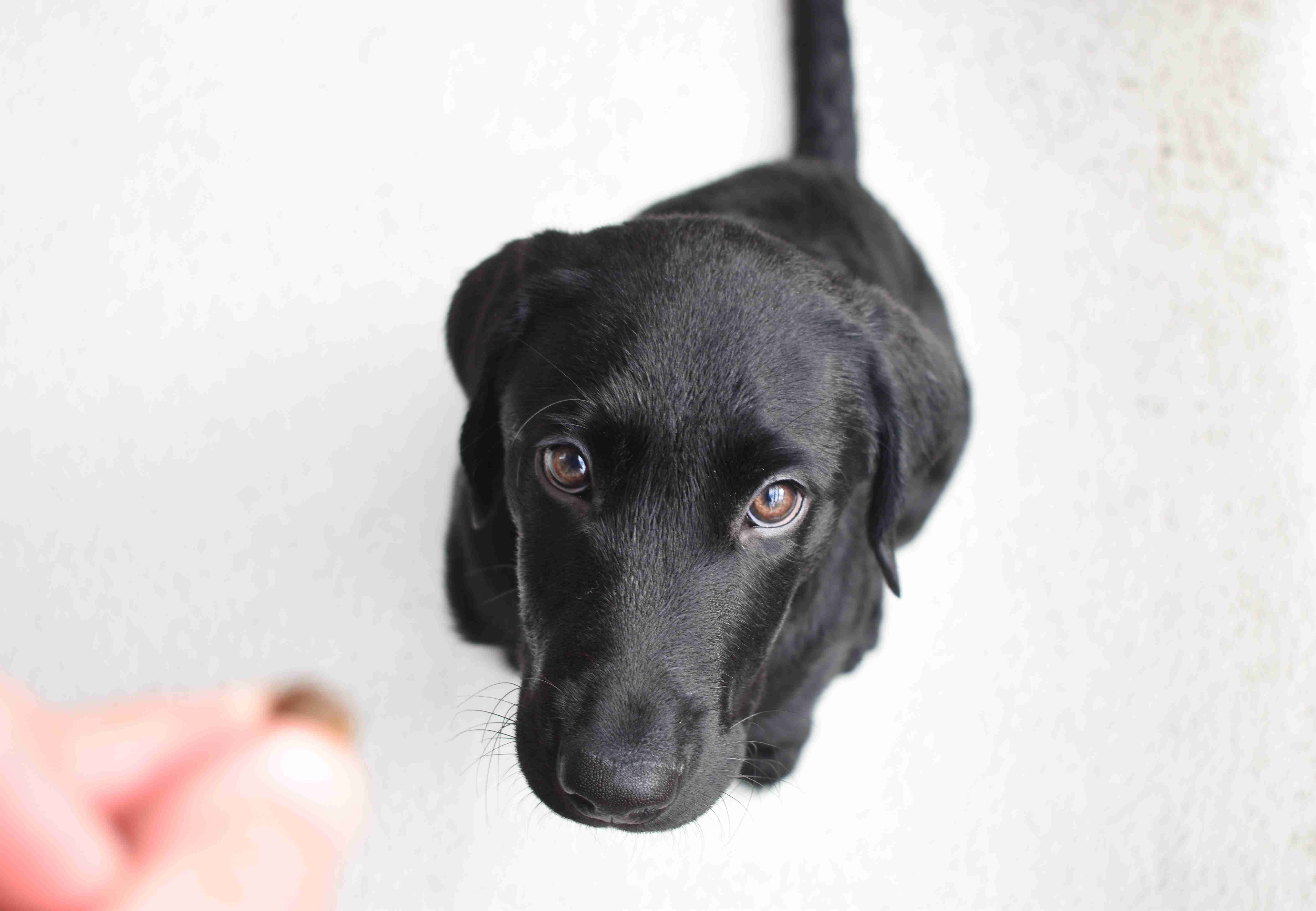 Guide to Developing a Labrador Retriever's Temperament for Service and Therapy Work
